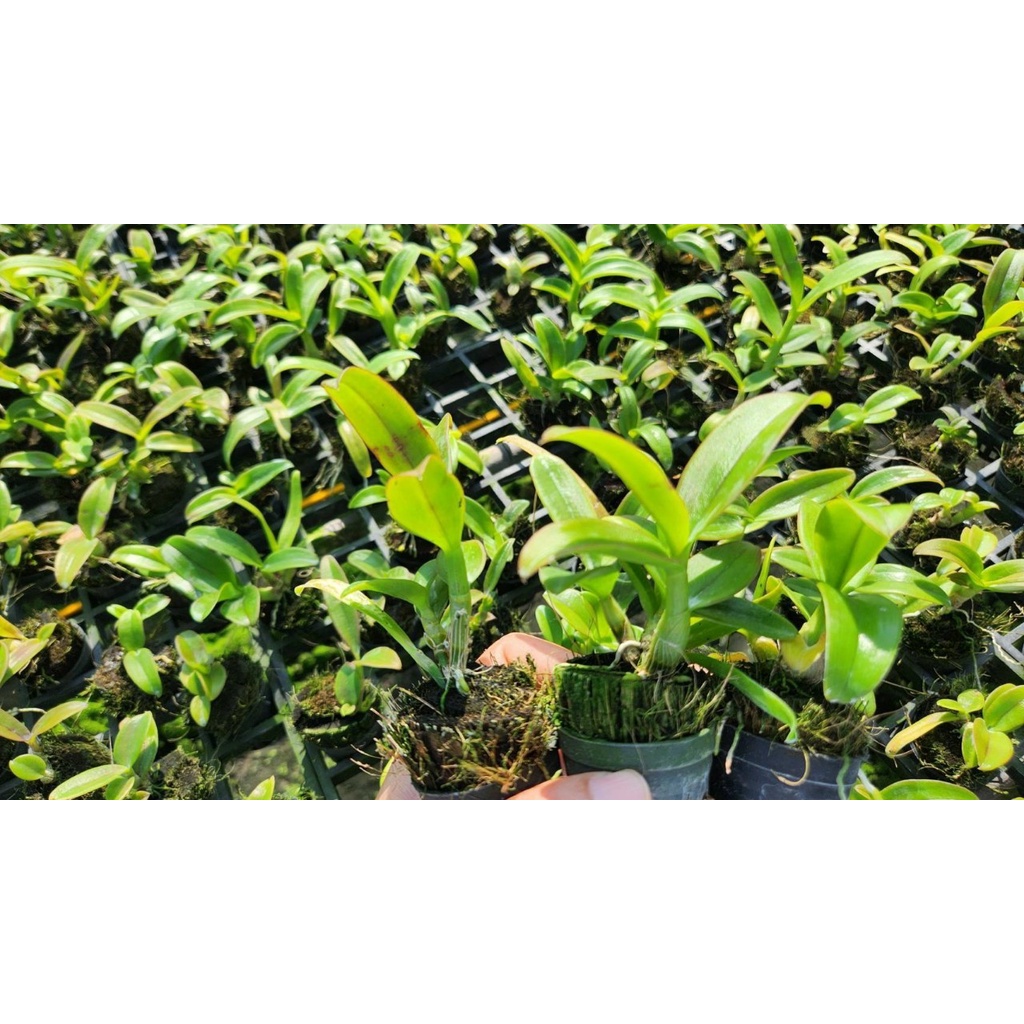 Hoa lan Dendro xổ chớp Burana cây giống Thái lan, hoa rất đẹp