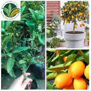 Cây quất ngọt tứ quý đang hoa hoặc quả luôn