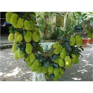 cây mít tố nữ siêu sai
