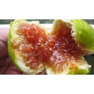 CÂY GIỐNG VẢ MẬT (quả ngõa)
