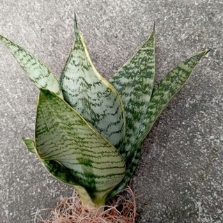 Cây lưỡi mèo lùn