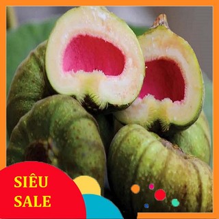 1kg trái va tươi quả vả tươi 10 quả chỉ Síp miền nam