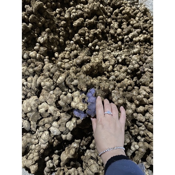 Gừng đen  tươi 500 g