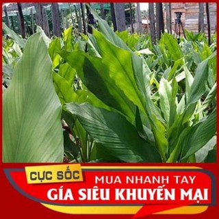 Lá Nghệ tươi 100gr [Thảo Dược Ngọc Ánh]