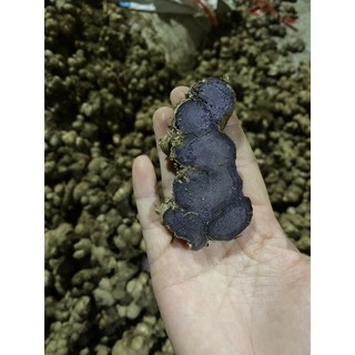 gừng đen tươi ( ngải đen) 1 kg