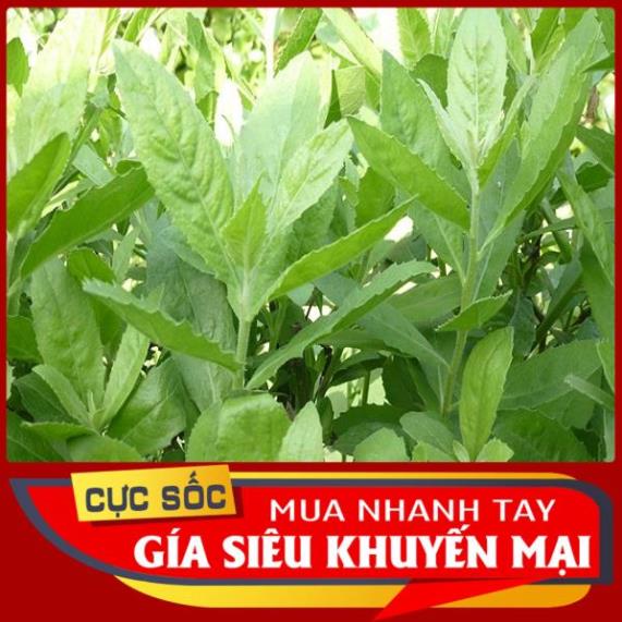 Lá Cúc Tần tươi lá tài bi lá tiểu bi 1kg [Thảo Dược Ngọc Ánh]