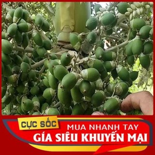 Trái Cau Kiểng (Quả Cau Kiểng) 1kg [Thảo Dược Ngọc Ánh]