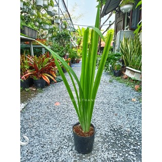 Cây lan lúa-rẻ quạt vàng 50-60cm