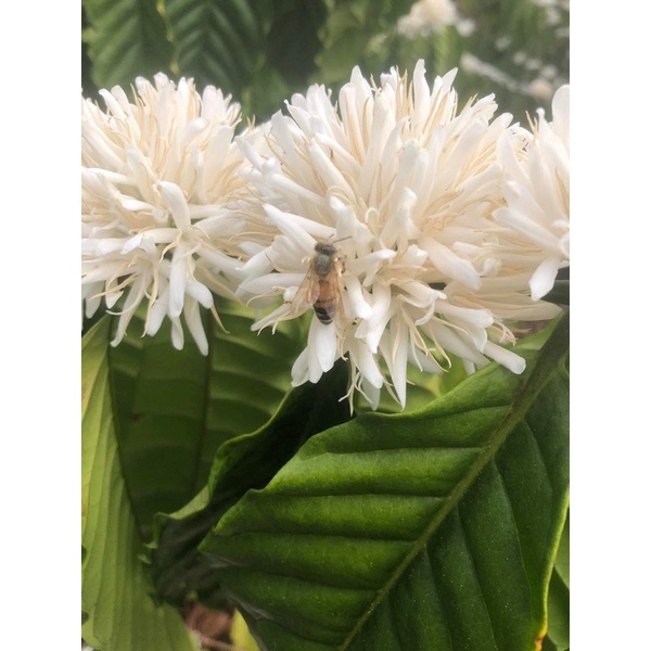 Mật ong đặc sản hoa Cà Phê