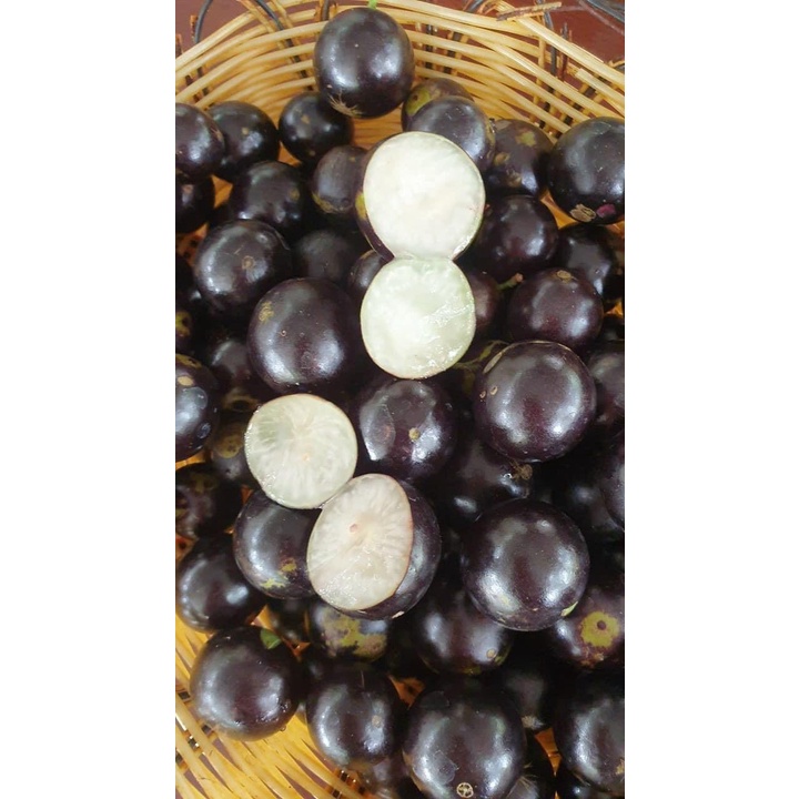 Cây Nho thân gỗ 12 vụ ra trái quanh năm cao 30cm (ảnh thât- Giống nho Vip nhất trong các dòng nho th