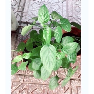 Rau Bồ ngót Nhật