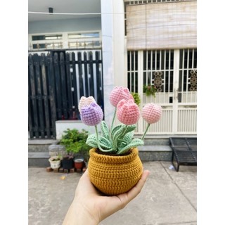 Chậu hoa tulip, hướng dương, hoa hồng trang trí bàn decor, quà tặng