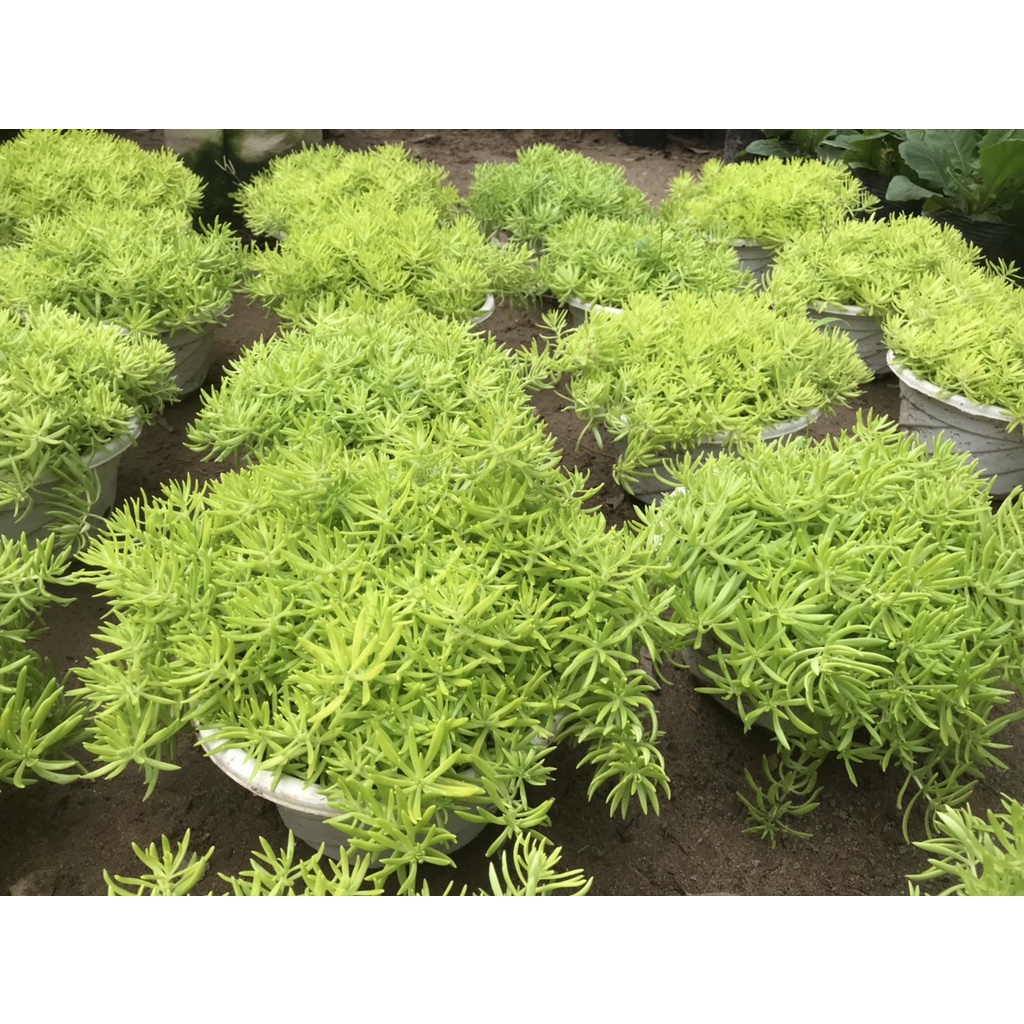 Hoa sao băng - 10h úc treo giỏ bán kính 20cm, chậu cây cảnh treo trang trí ban công và sân vườn
