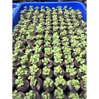 Vỉ 100 viên nén ươm hạt cao cấp Nova