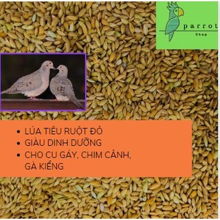 Lúa tiêu ruột đỏ dành cho chim cảnh, cu gáy, gà kiểng