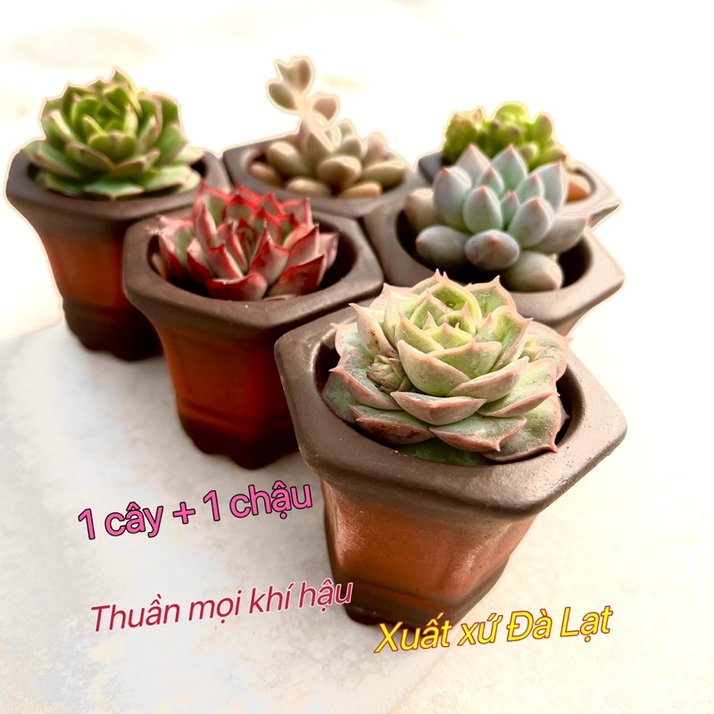 Sen Đá Đà Lạt mini size 3cm + 1 chậu đất nung  thêm giá thể trồng cây