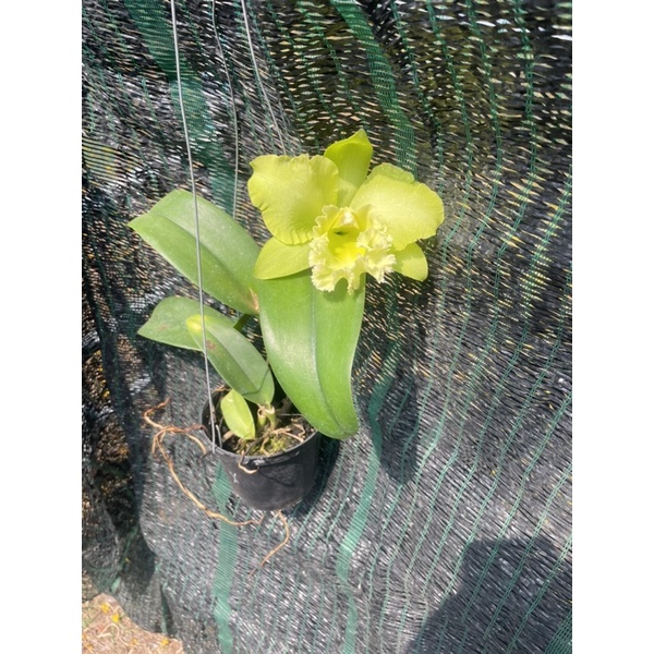 Lan Cattleya Hoa To Nhiều Màu Sắc Hoa Thơm Ngát Cả Khu Vườn