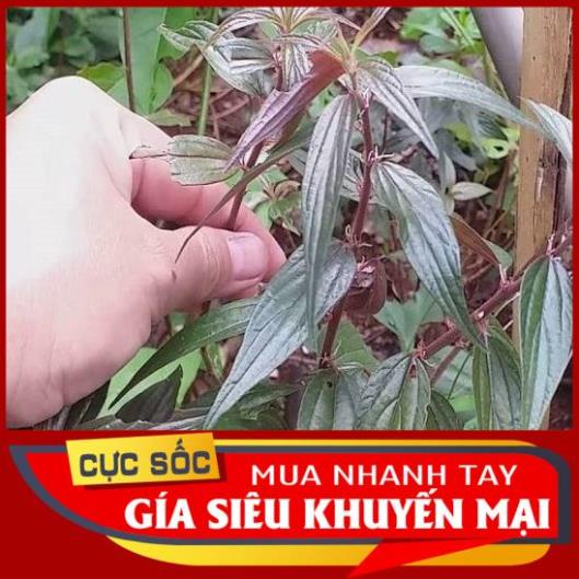 Cây Bọ Mắm tươi (Cây thuốc Dòi tươi) 1kg [Thảo Dược Ngọc Ánh]