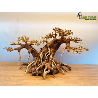 Cây gỗ lũa Bonsai dành cho hồ kích thước nhỏ