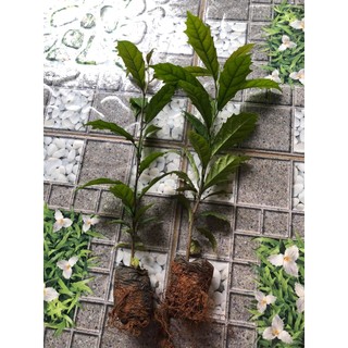 🌿 COMBO 5 CÂY XẠ ĐEN HÒA BÌNH – GIỐNG CHUẨN, DỄ TRỒNG, SINH TRƯỞNG KHỎE 🌿