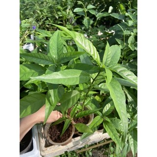 Cây giống hoàn ngọc trắng