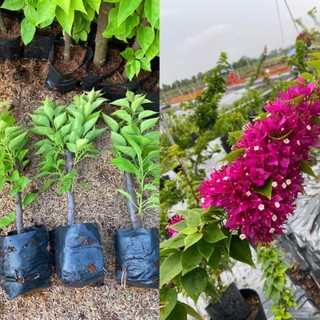 Cây giống bông giấy Mỹ- cây hoa cảnh phong thủy-tặng kèm phân bón