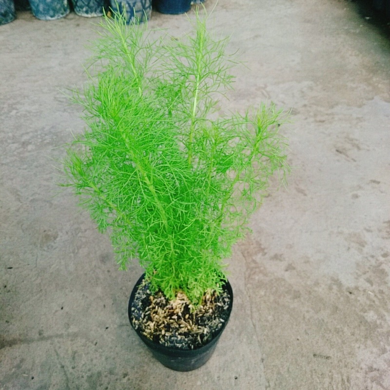 Cây thì là thân gỗ hay còn gọi là cây thủy Tùng, thủy tùng Nam Mỹ