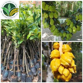 Cây mít tố nữ siêu sai