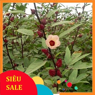 Cây Giấm Chua tươi 1kg