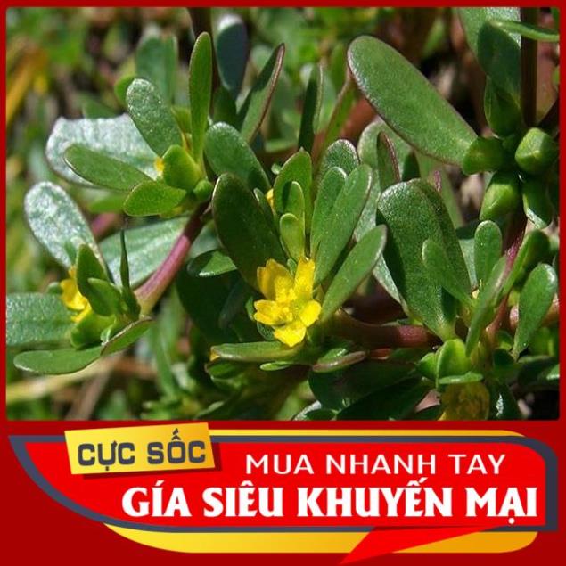 Rau Sam tươi 1kg  - Thảo Dược Ngọc Ánh