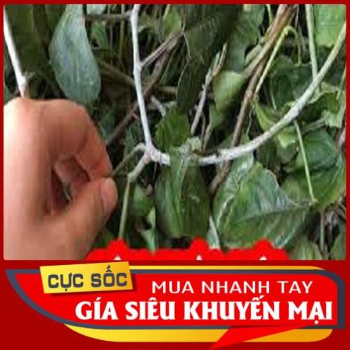 Cây Chìa Vôi Tươi - Hàng chất lượng