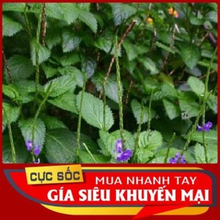 1kg cây Đuôi Chuột tươi - [Thảo Dược Ngọc Ánh]