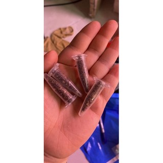 hạt giống sen đá mông ( thạch lan)