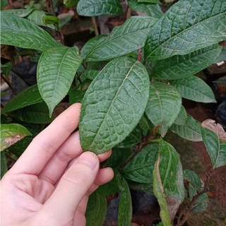 🌿 Trà hoa vàng cây giống giúp điều hòa huyết áp  - Thanh toán qua ví AirPay tặng vòi tưới nhỏ giọt tự động