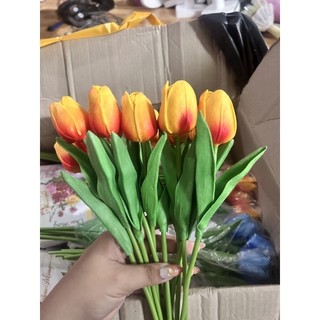 Hoa tulip cao su non ( đầu hoa nhỏ)