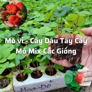 MÔ VỈ & LY - Cây dâu tây CHỊU NHIỆT & TRÁI LỚN cấy mô được chọn nhiều giống