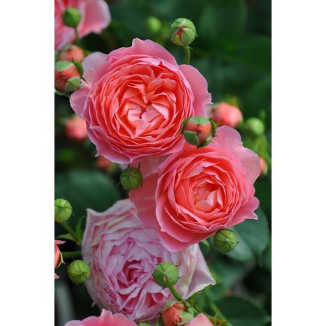 Cây hoa hồng ngoại Romantic Tutu-hoa hồng ngoại Romantic Tutu