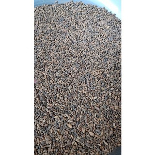 50gram hạt giống cây thông