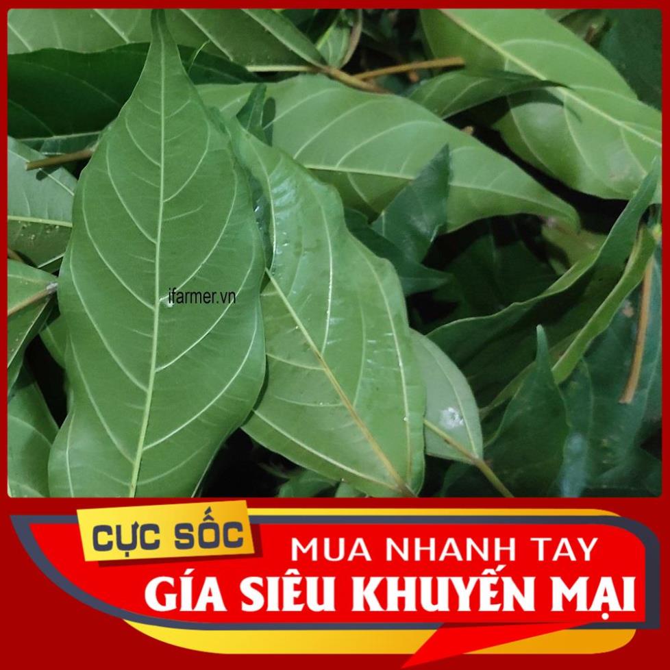 Lá Sung tươi  1kg hỏa tốc 1h nhận hàng