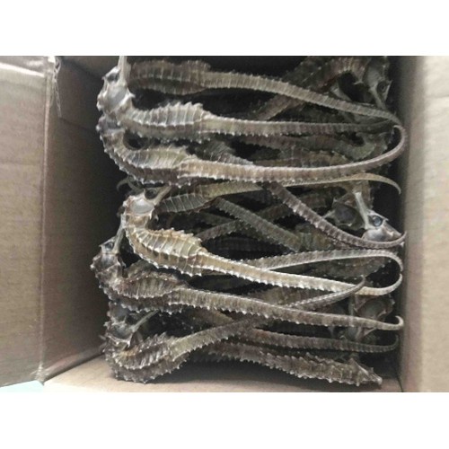 1 con cá ngựa size lớn 11-12cm