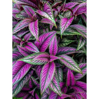 Chậu persian shield - gấm phụng hoàng