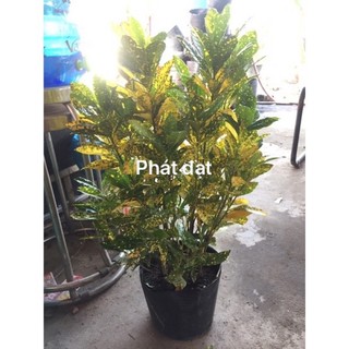 Cây vàng bạc lớn