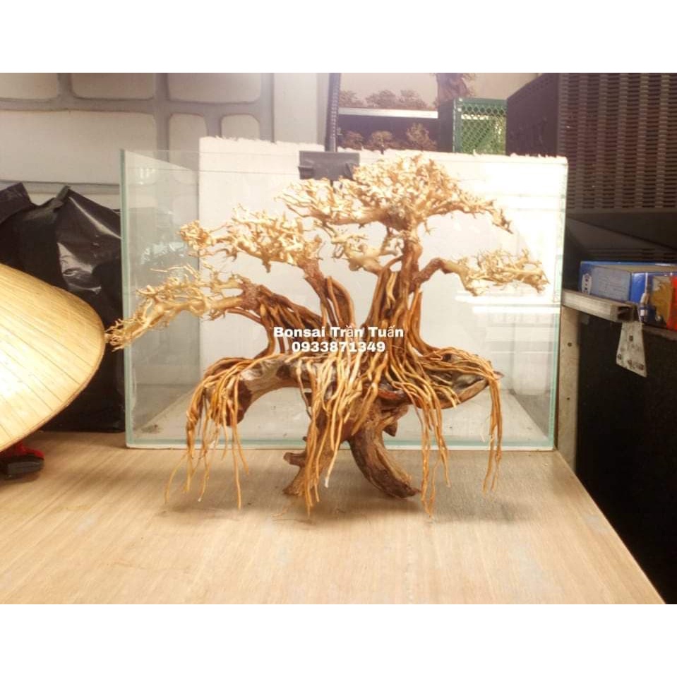 Cây gỗ lũa Bonsai dành cho hồ kích thước nhỏ