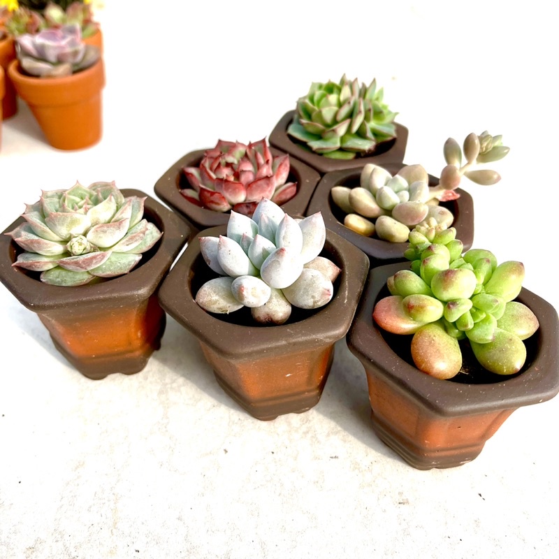 Sen Đá Đà Lạt mini size 3cm + 1 chậu đất nung  thêm giá thể trồng cây