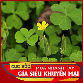 1kg lá me đất tươi - hàng có sẵn