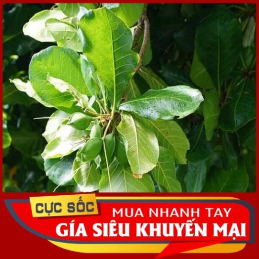 1kg Lá Bàng non Organic  - Thảo Dược Ngọc Ánh