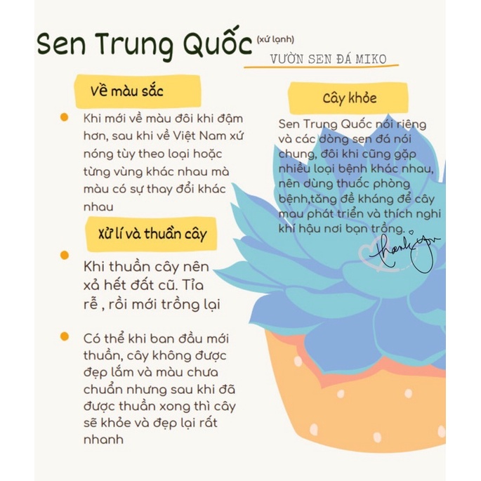 SEN MÔNG/THẠCH LAN size cây 0.5-1cm CẢ BỤI NHƯ ẢNH SIÊU RẺ LỖI 1 ĐỀN 1