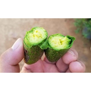 Cây bơ Loka giống (cây khỏe đẹp, được kiểm tra cây)