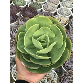 Sen đá hoa hồng pháp size tô chậu 13cm lỗi 1 đổi 1