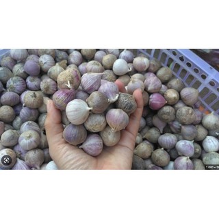 Combo 1kg Tỏi Cô Đơn Phan Rang Làm Tỏi Đen